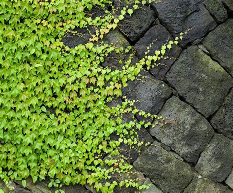 常春藤 植物 照顧|常春藤